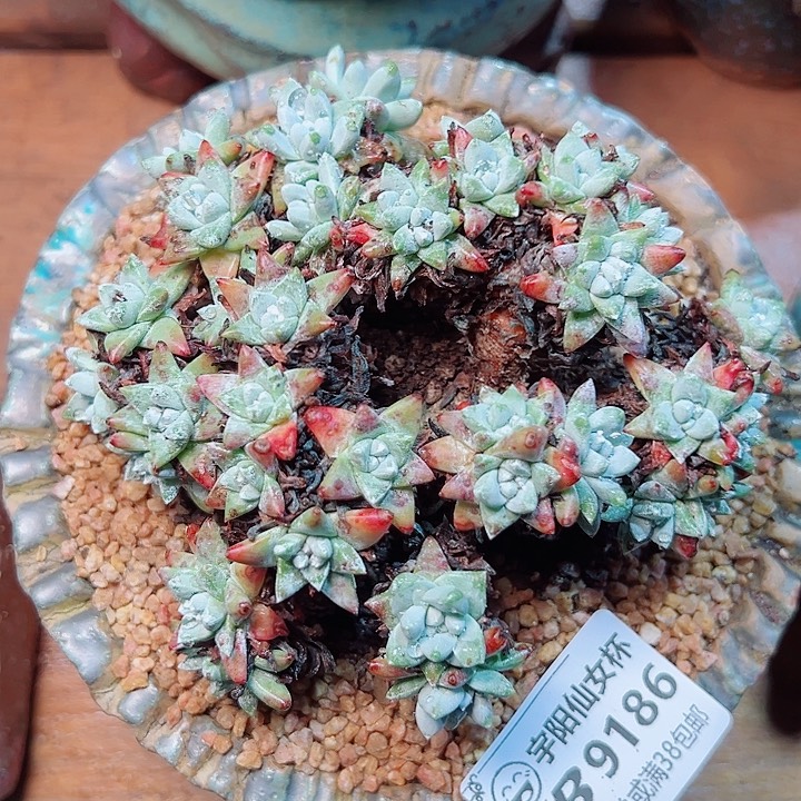 9186白菊仙女杯多肉