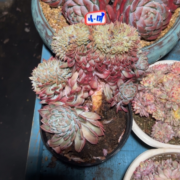 菜***花精品多肉植物老桩