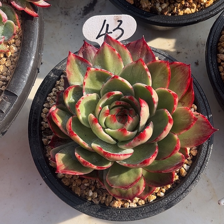 惊鸿仙子一物一拍，13厘米左右