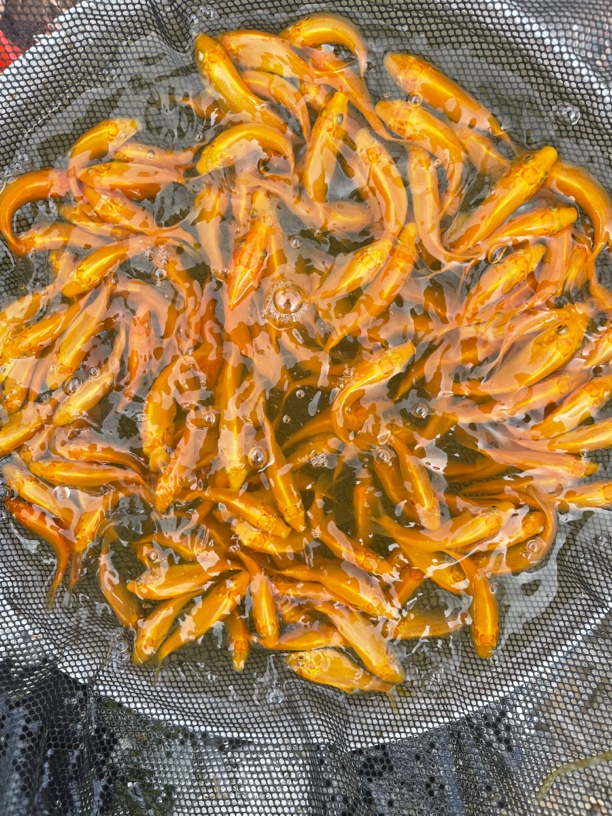 小西赤目芥子锦鲤 大日银麟茶7条