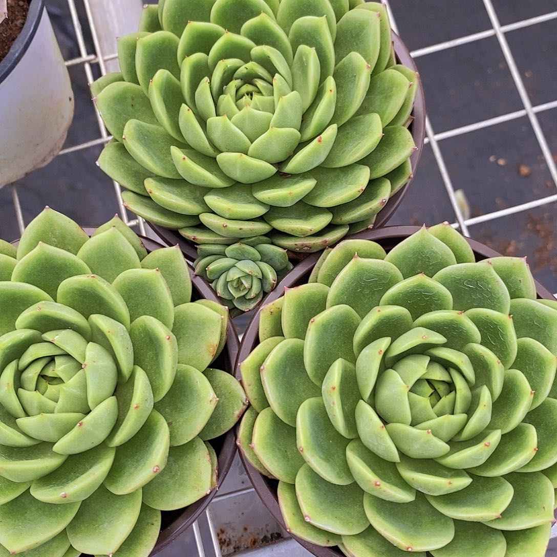 3盆绿水鬼 精控精养