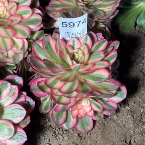 荔枝多肉多肉5974