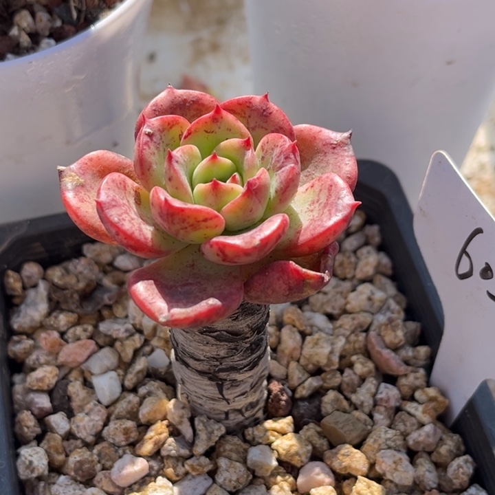 605多肉557788770008