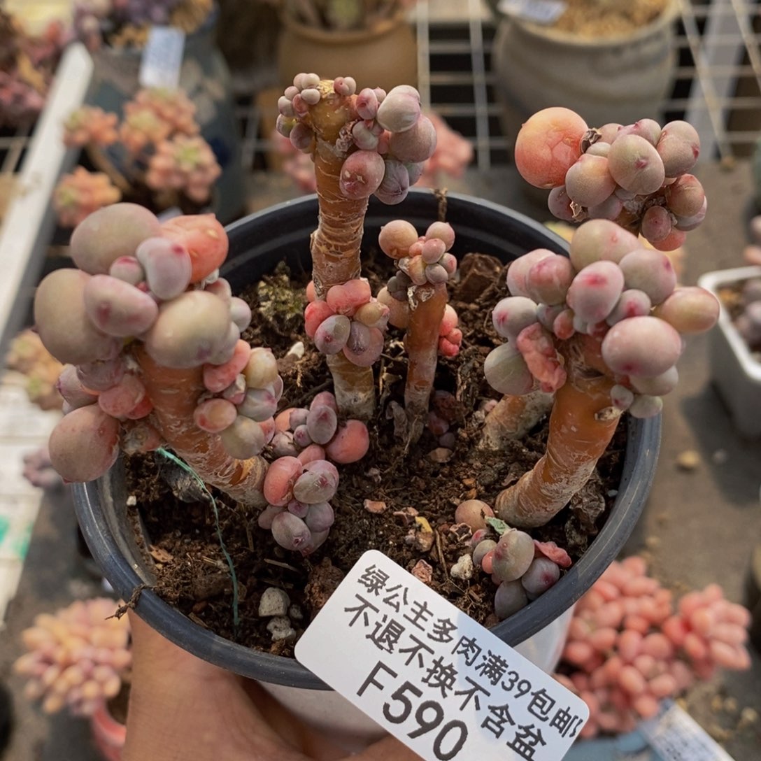 古*苹果奶酪590/8c m