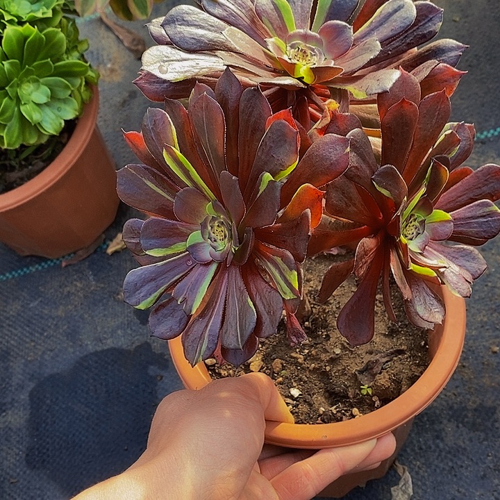 花萝莉法师多肉植物