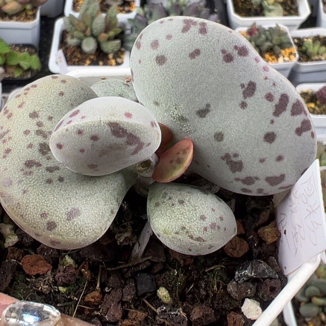 139厚粉花蛋老桩多头