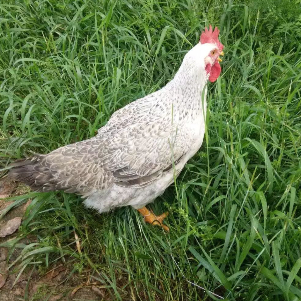 2只装稻花鸡散养散放包邮到家