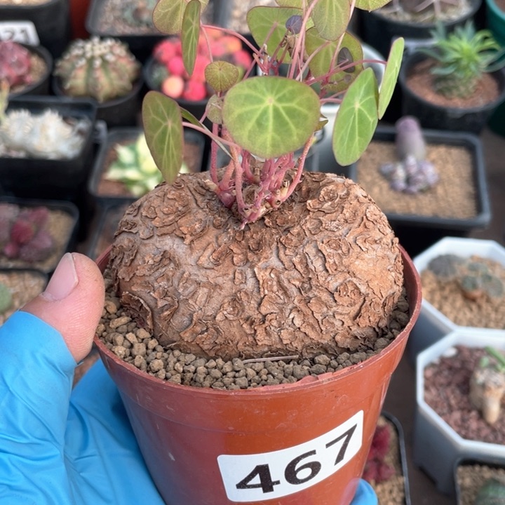 467山乌龟块根植物