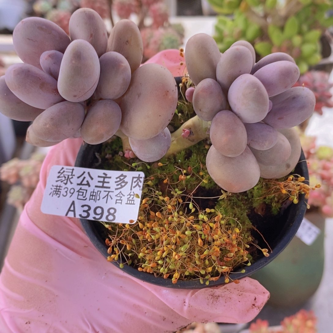 蛋黄奶9cm398多肉植物