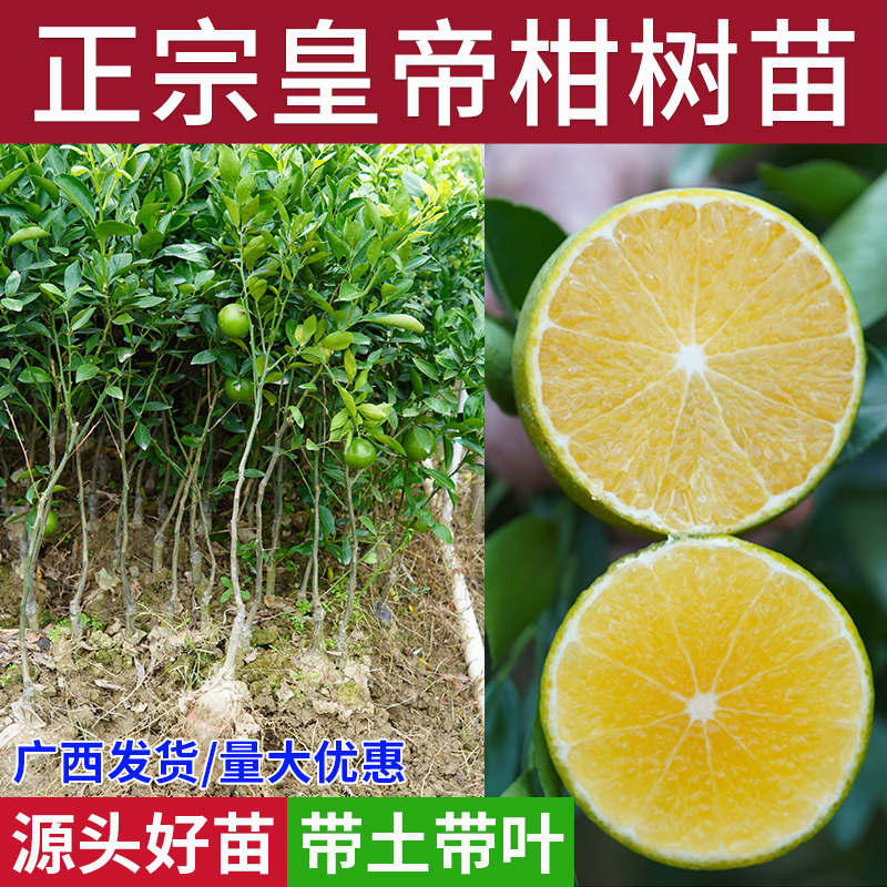 皇帝柑橘子水果树苗贡柑嫁接桔子盆地栽庭院南北方种植沙糖桔子苗
