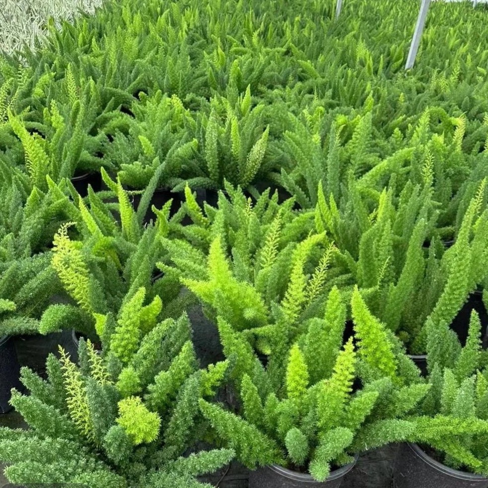 狐尾天门冬盆栽耐热耐寒四季常青好养易活适合阳台庭院