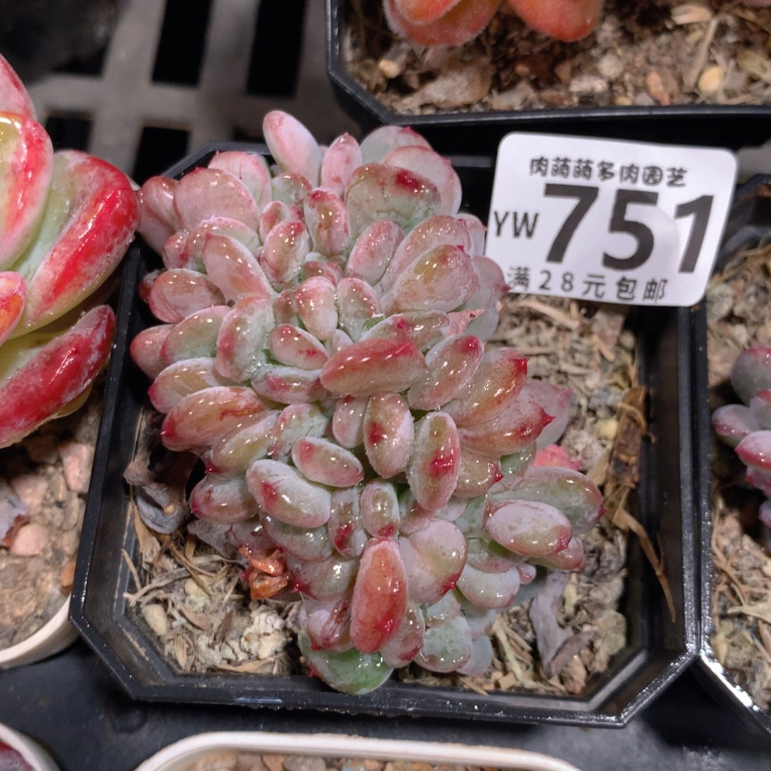 5CM拇指盆精控多肉YW751