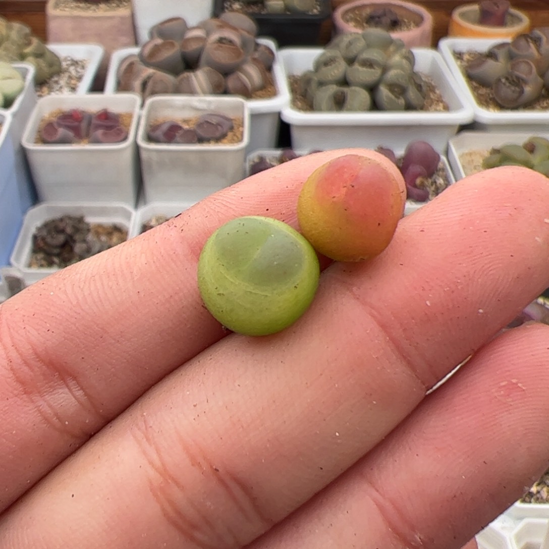 0338号拉登2颗 多肉植物