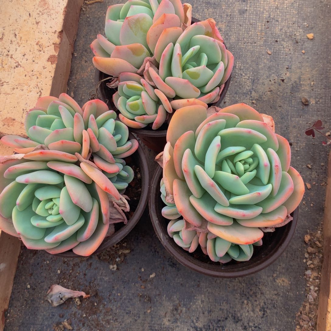 白月光小群多肉植物