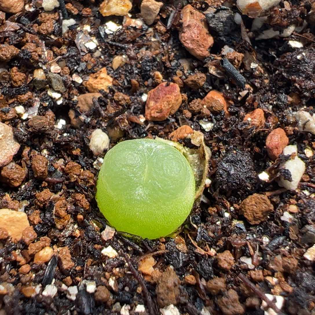522多肉植物百科