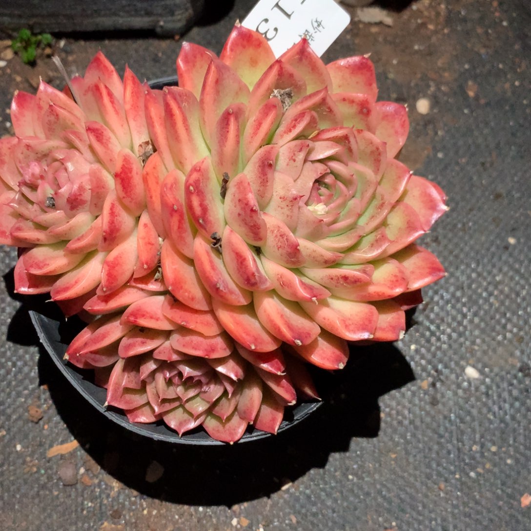 5137新年快乐发发发