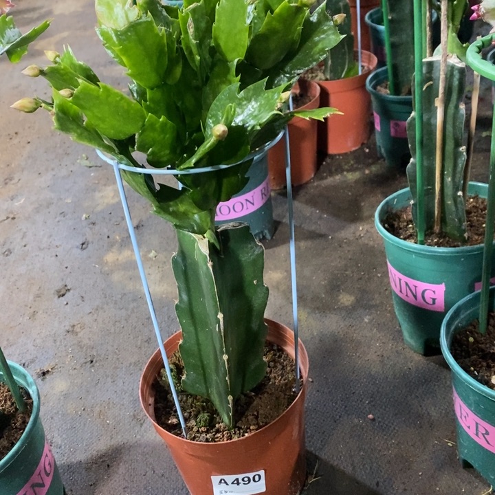 当前无花栽培后可以开花490嫁接082