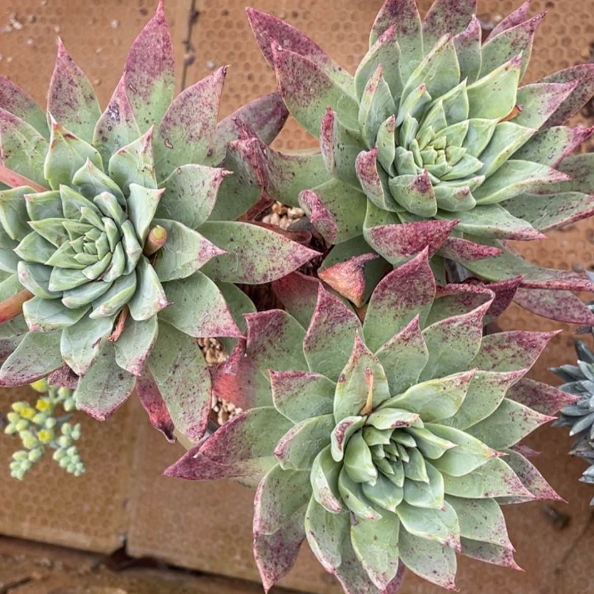 【闪购商品】绿帕老庄