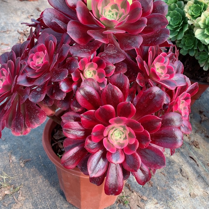 839美杜莎多肉111111