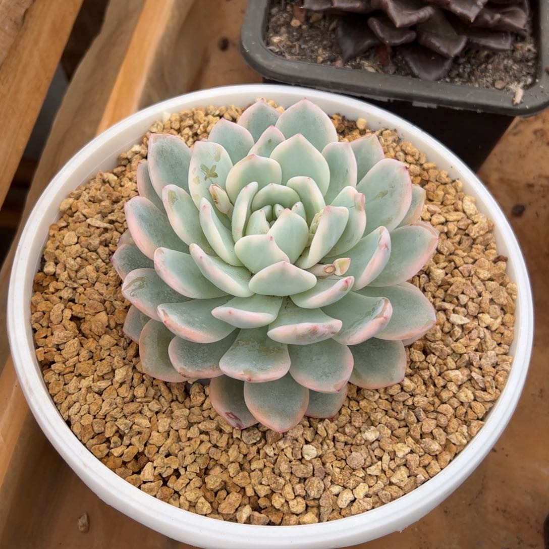 成梦露锦多肉植物好看