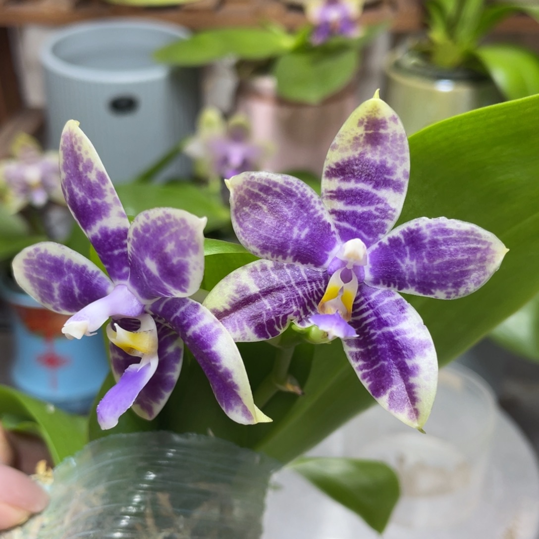 完全开放漏1111111111