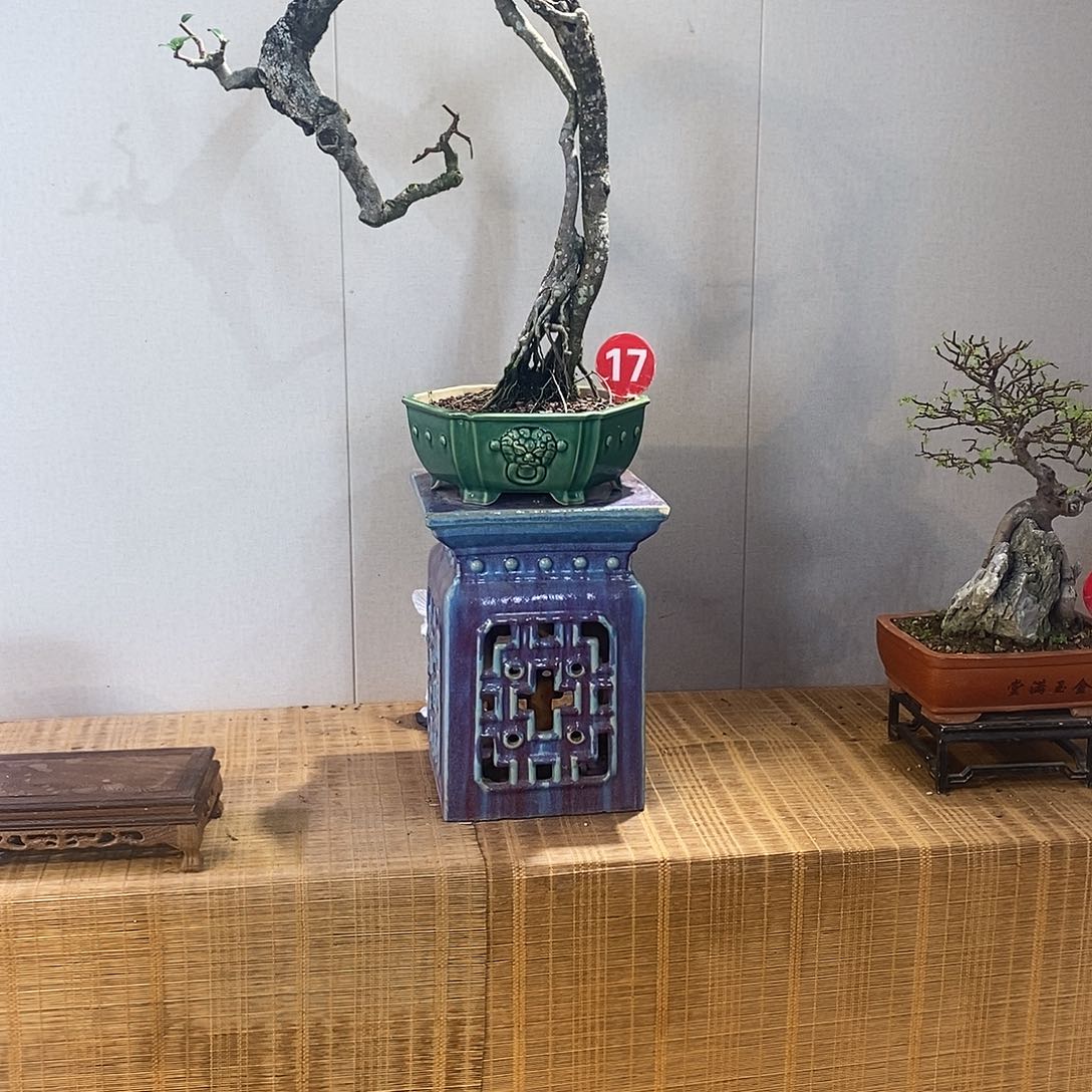 当前无花朵，栽培后可花朵红牛盆景等