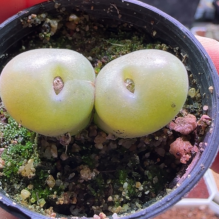 810。             空卡