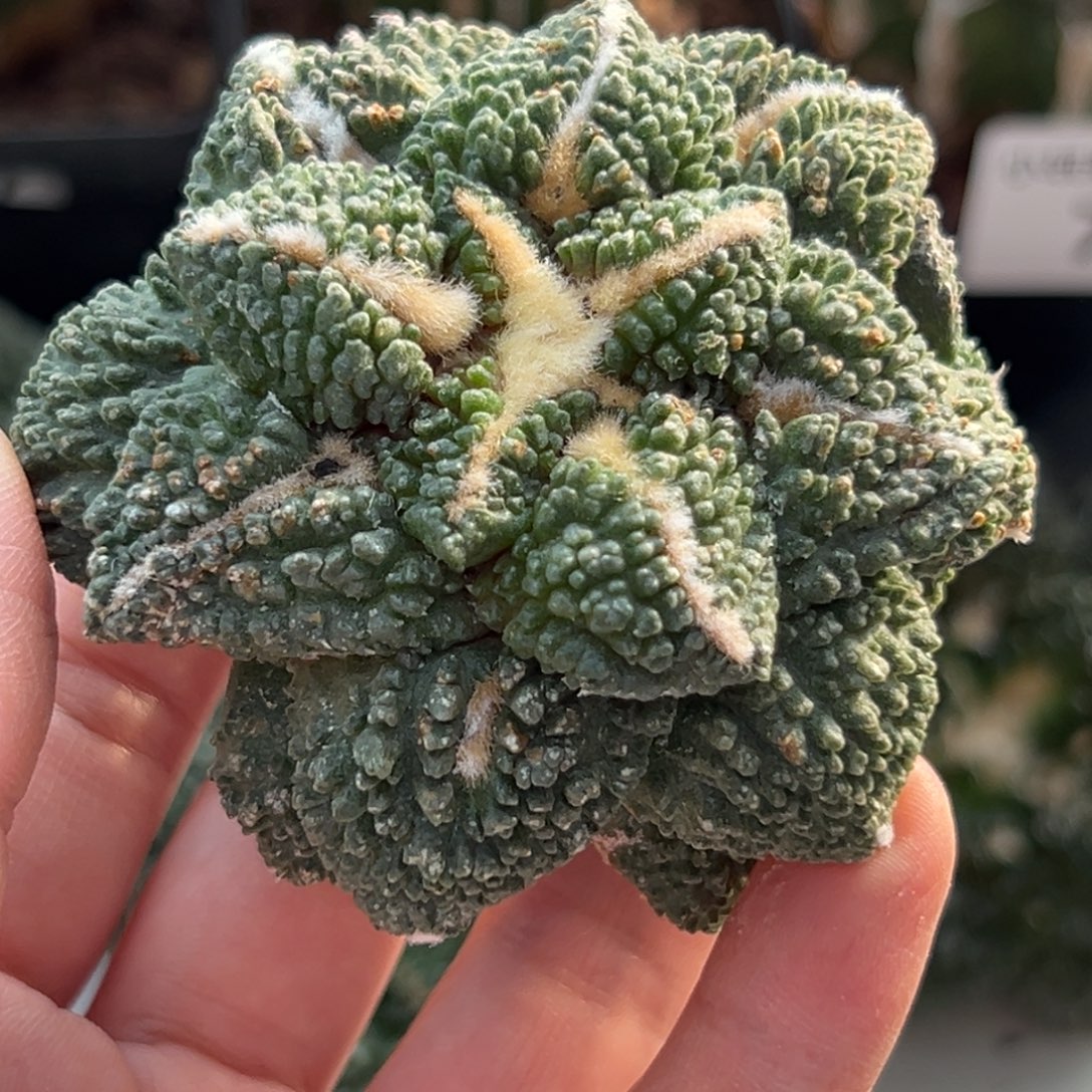 127 晾一个月上盆