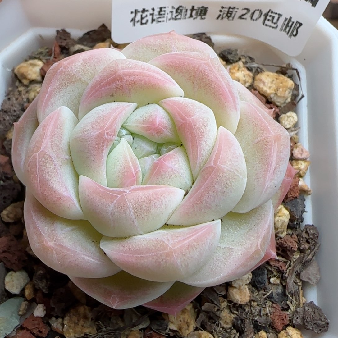 花语逸镜0313-544