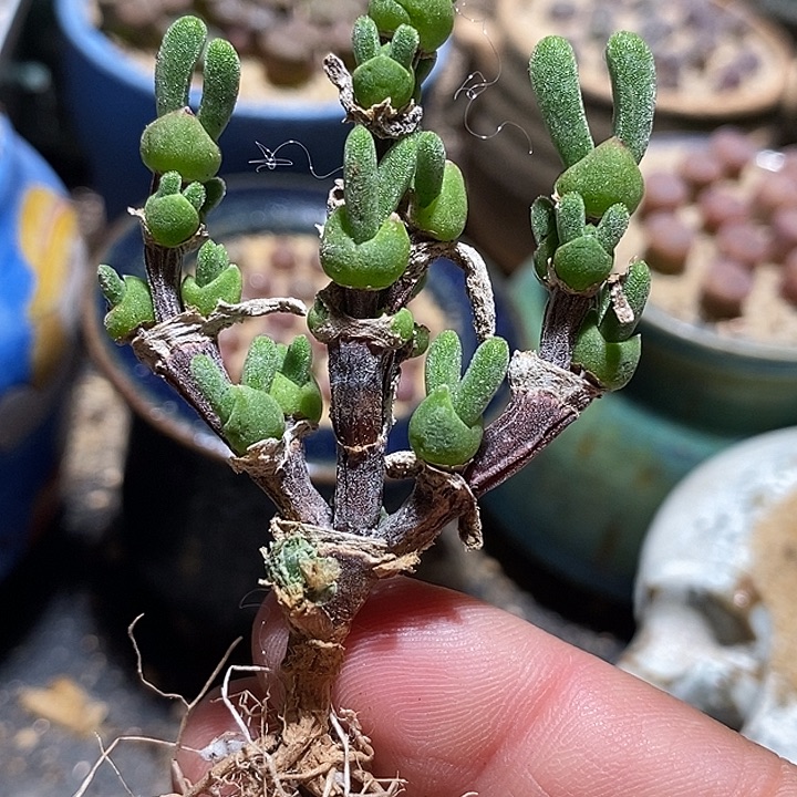 兔子群生老桩一颗
