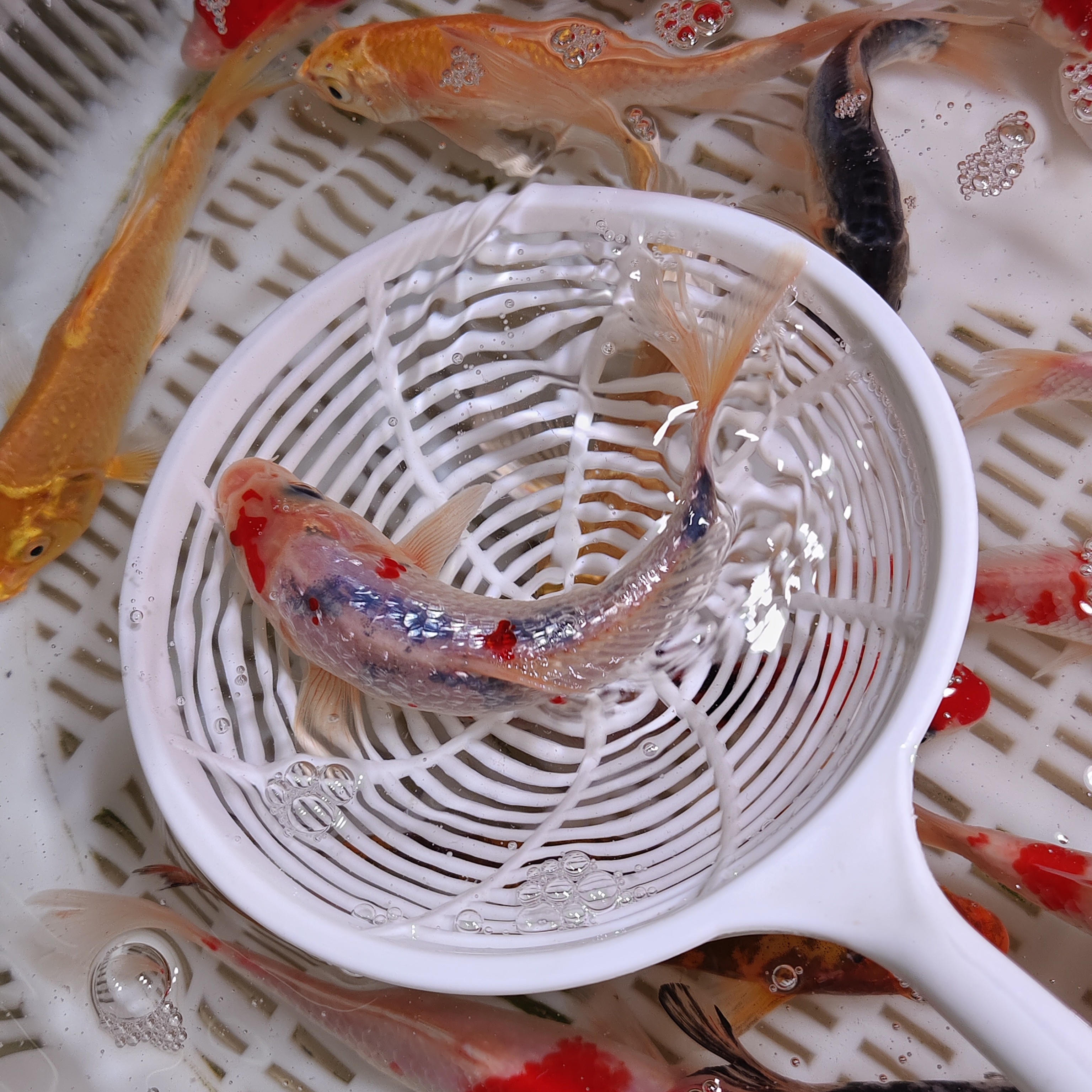 新人福利 大锦鲤 日系 血统锦鲤 9-11公分 混搭