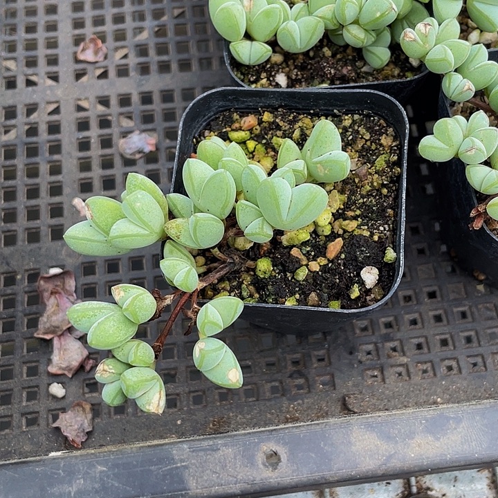 碧玉连带盆土发货