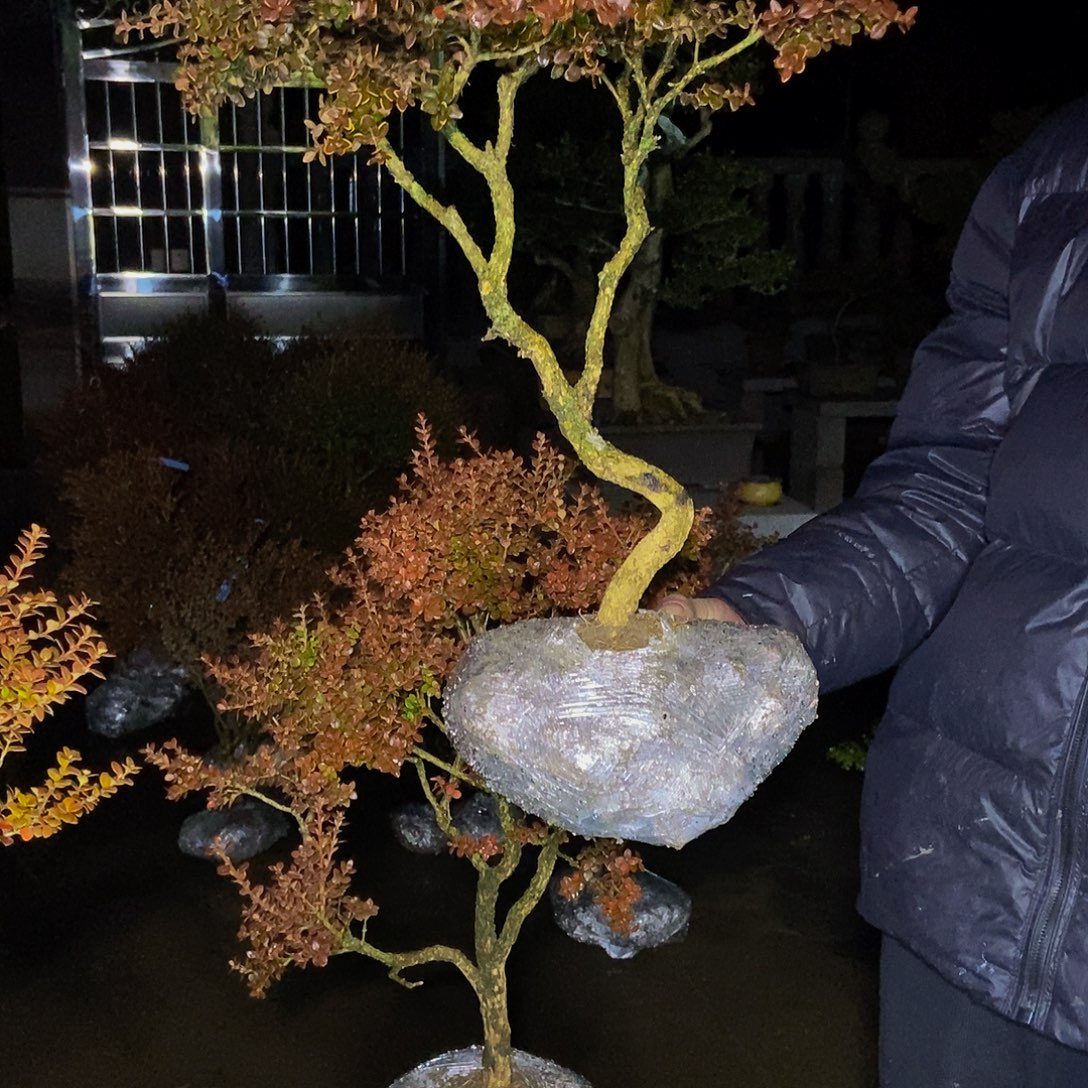 拆***的安徽大别山珍珠黄杨