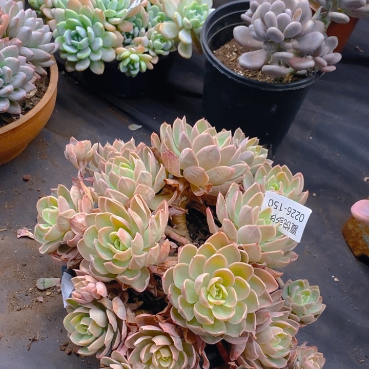 夏悦多肉 0226-150丝绸不包损