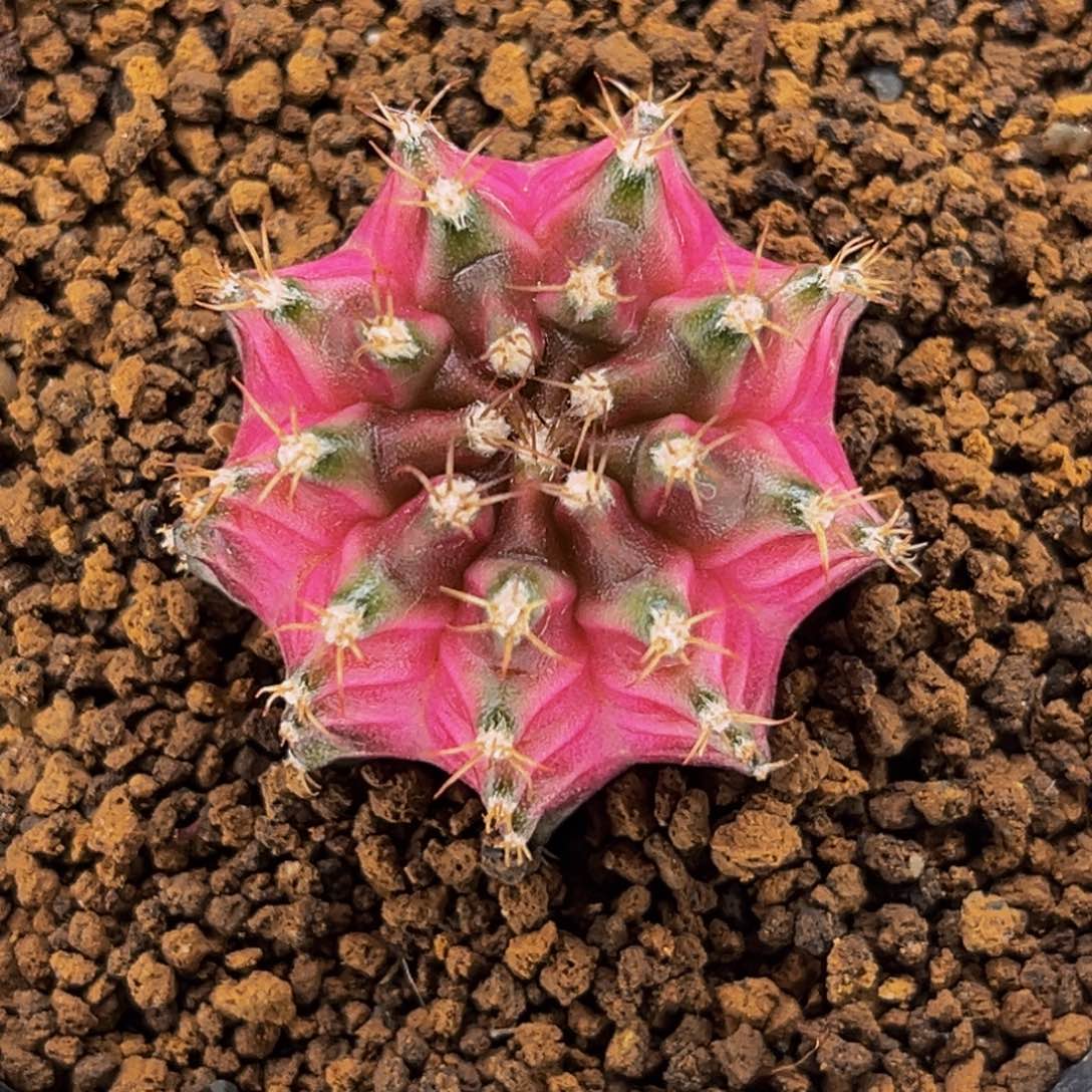 轮回 米哈仙人球 