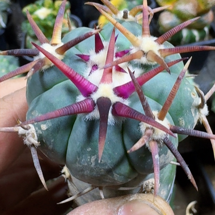 福利苗接花王014