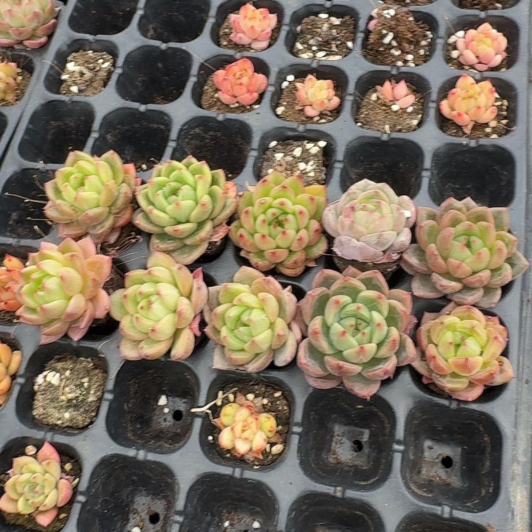 3-15万宝龙类杂交梦露十棵量拍