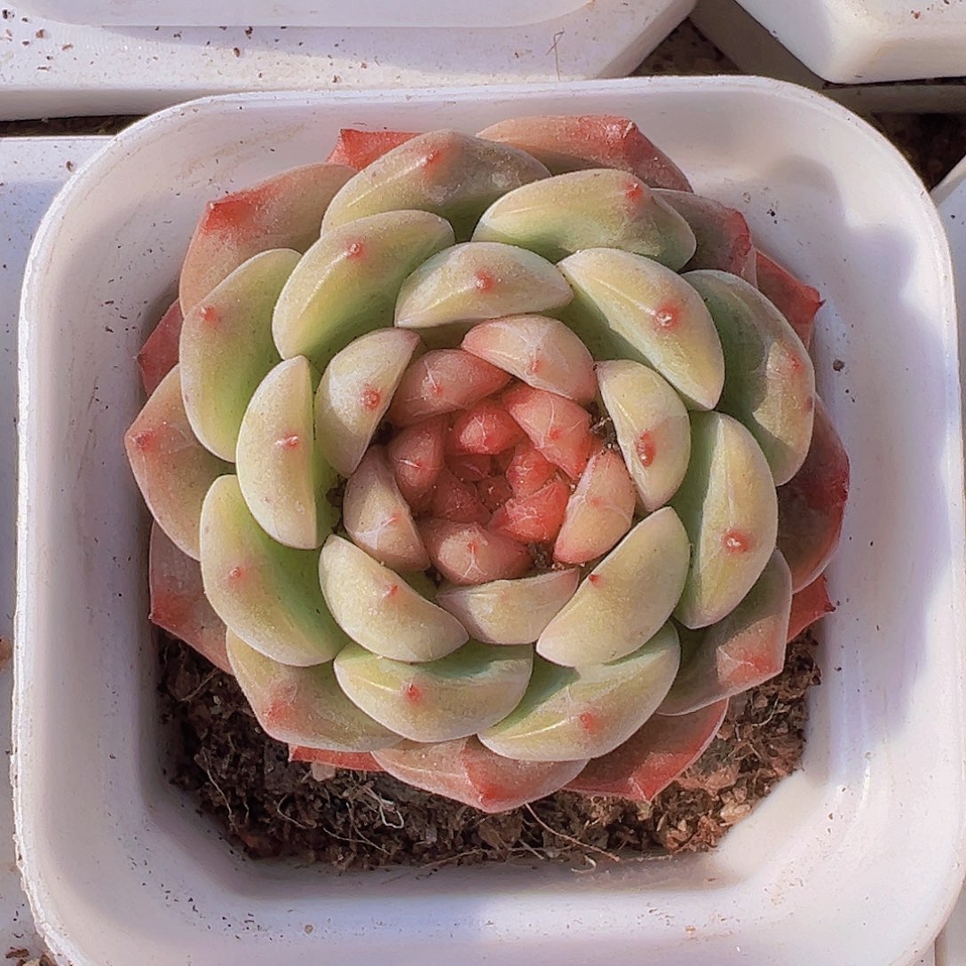 葡萄珍妮-9包邮多肉