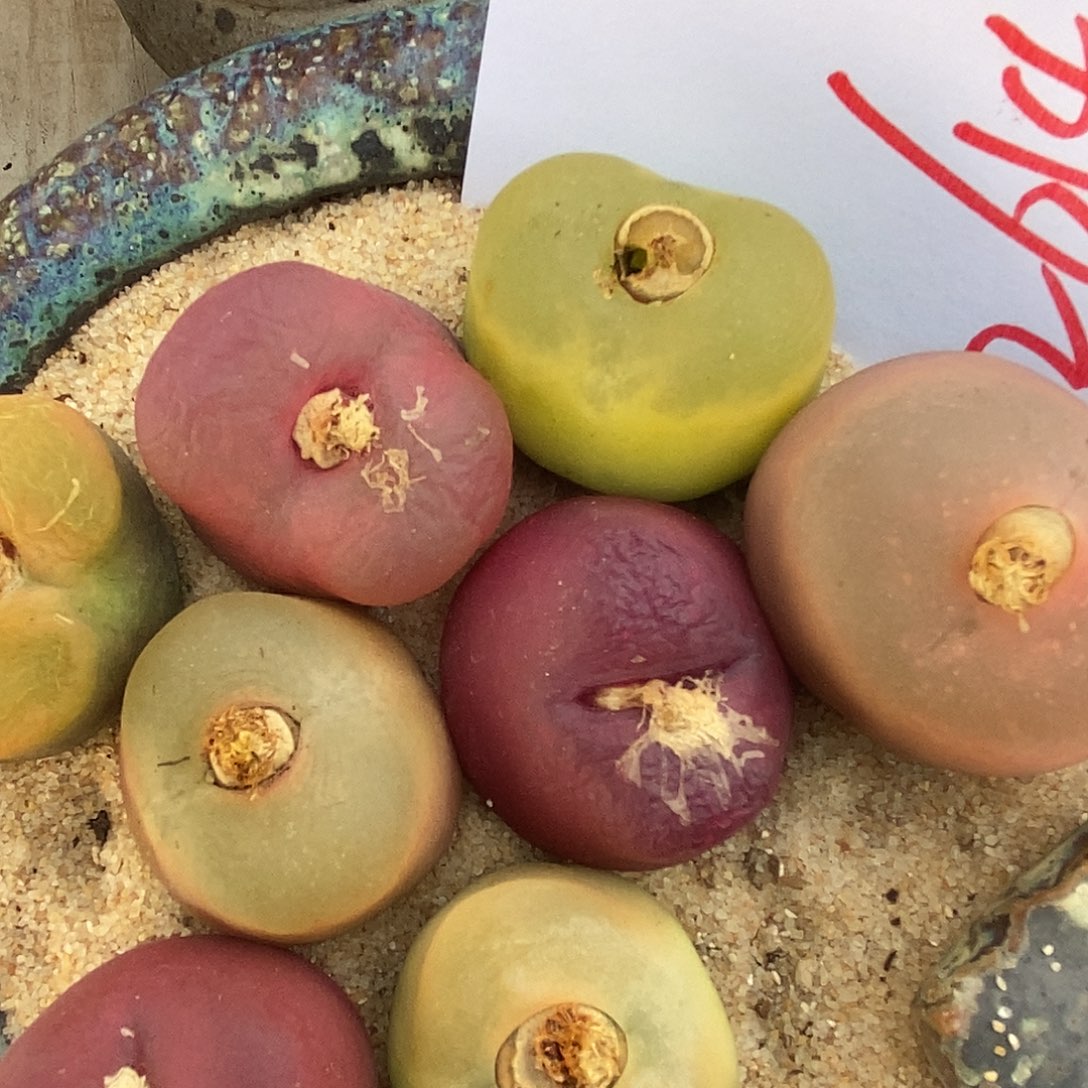 26140巨型大颗一组。  