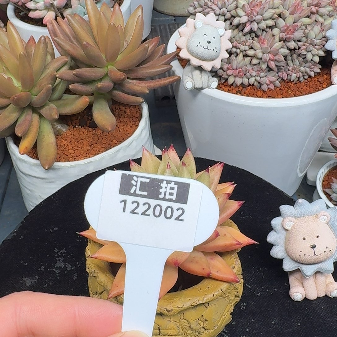 精品多肉植物122002
