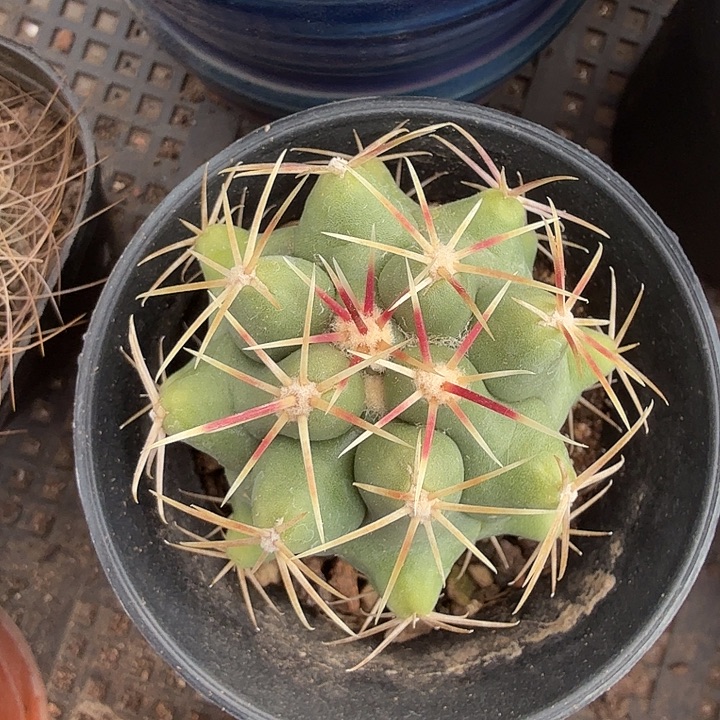 实生大红鹰5仙人球