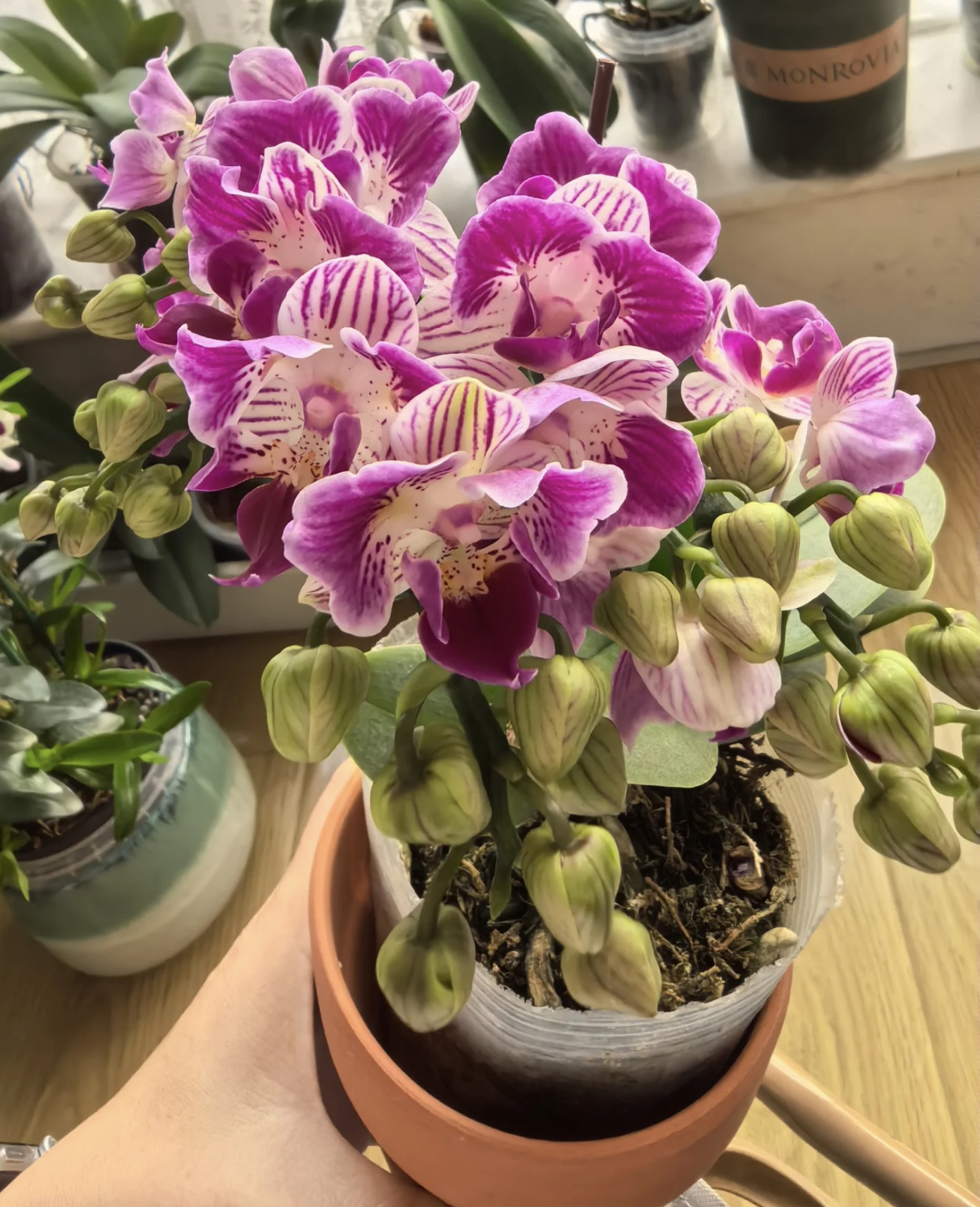 【花间集】三生三世蝴蝶兰3.0寸杯带花带花苞精致小花爆花机器