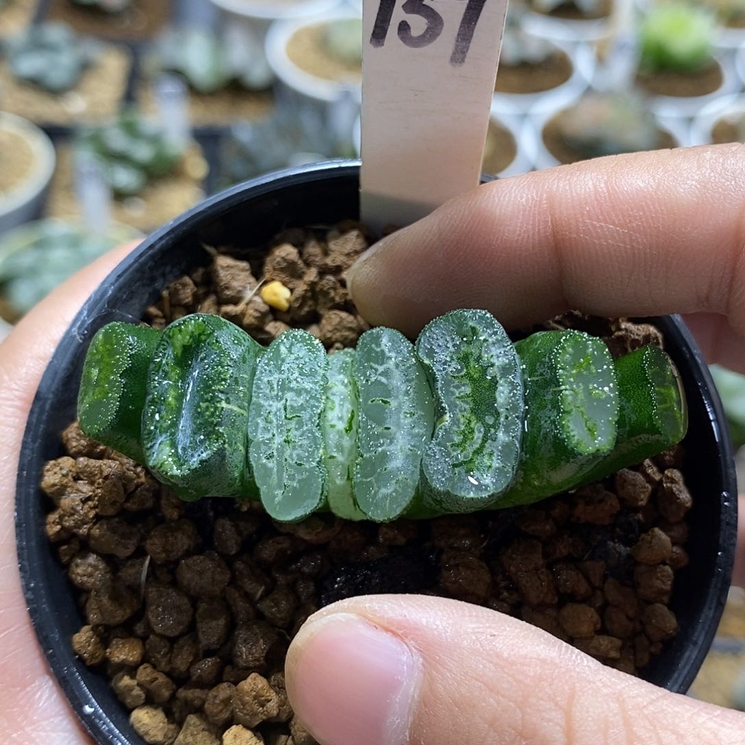 159实生哈哈哈哈哈