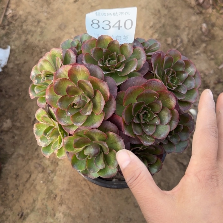 8340魅金多肉植物