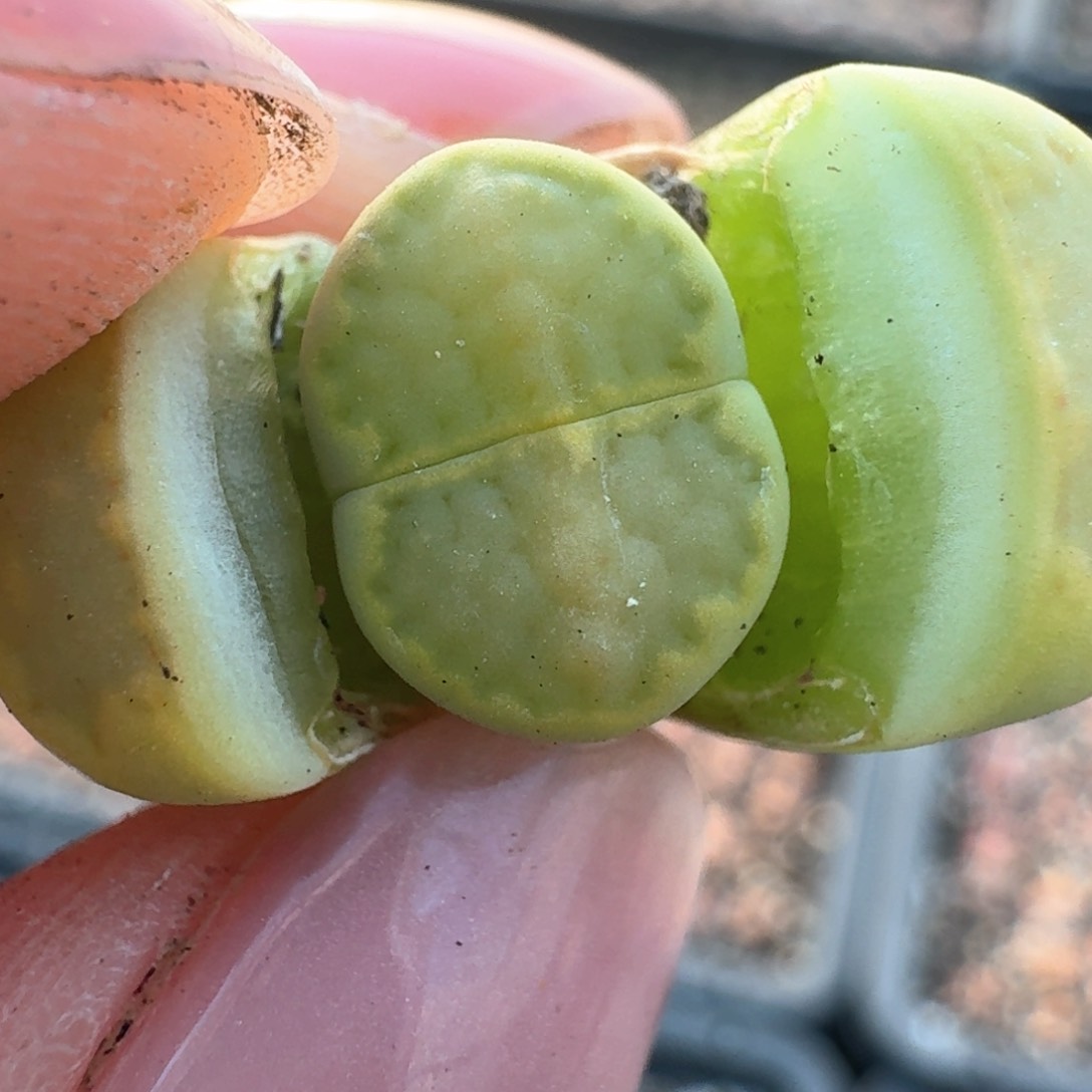 104一颗0000000000000