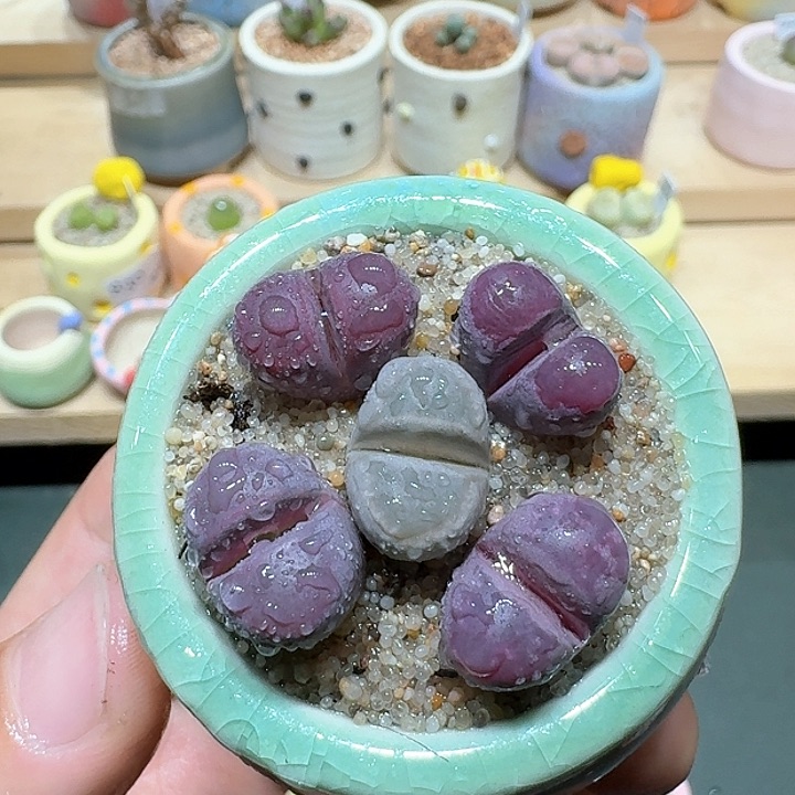 红陶蘑菇364红大内