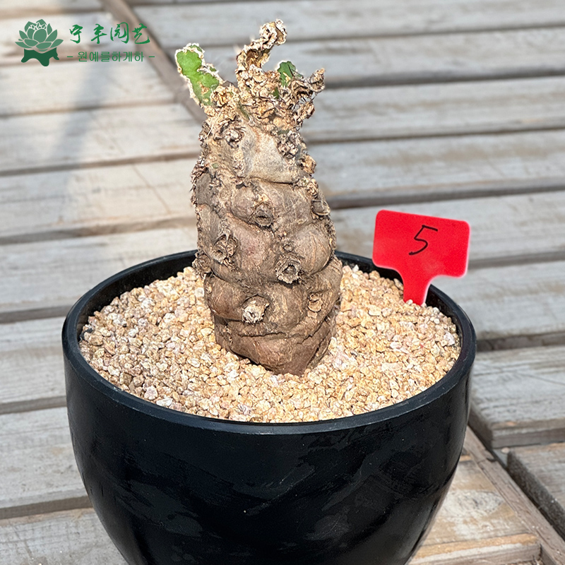 火山大戟稀缺块根大戟科野生块根植物南非潮流块根熟桩马拉鸡火山