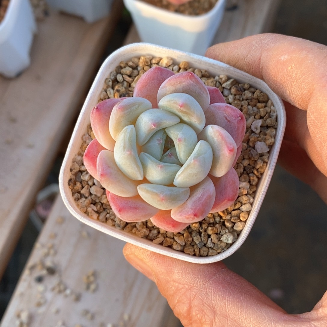 精品多肉一物一拍不包整534