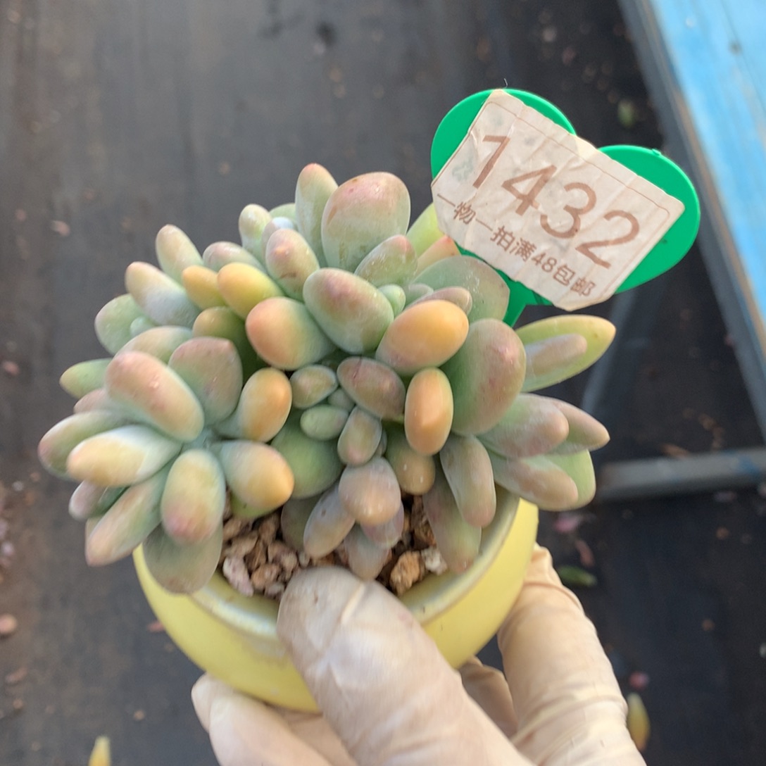 kk美人无砍平头1432