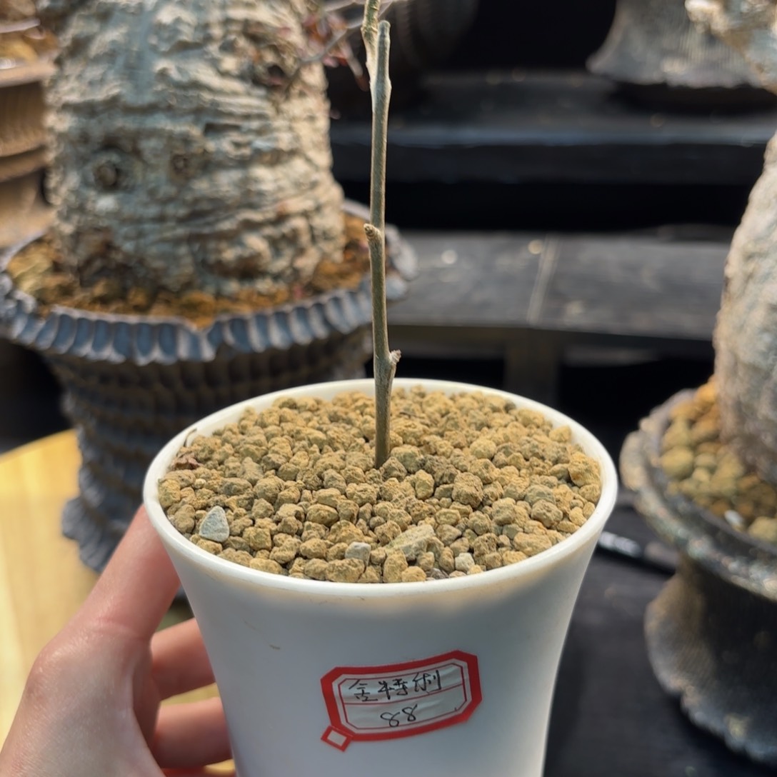 木     舍特利裂榄限时福利